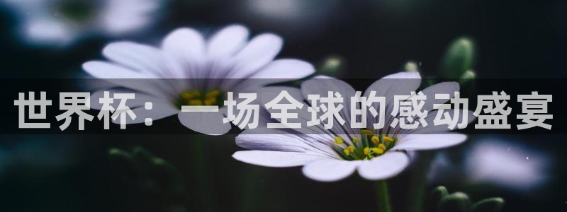 2026世界杯中国队:世界杯:一场全球的感动盛宴