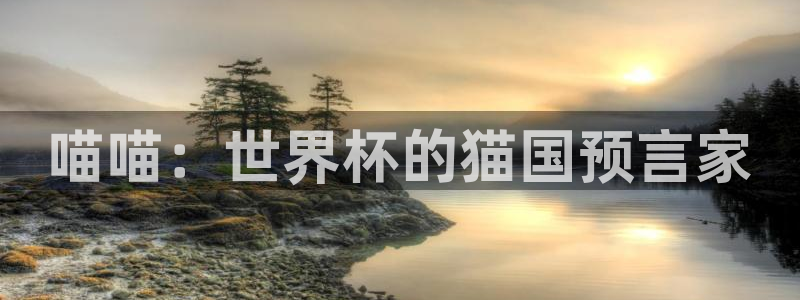 世界杯直播网站:喵喵:世界杯的猫国预言家